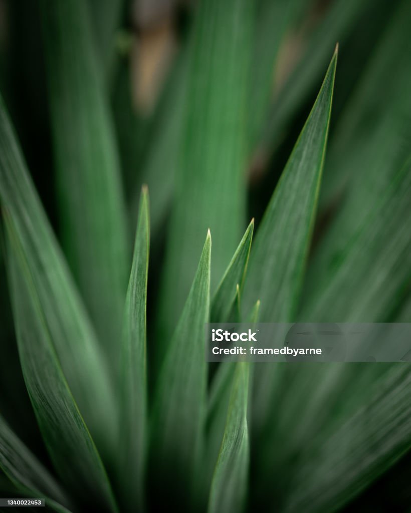 close up of a green lily plant macro of a yucca Abstract Stock Photo