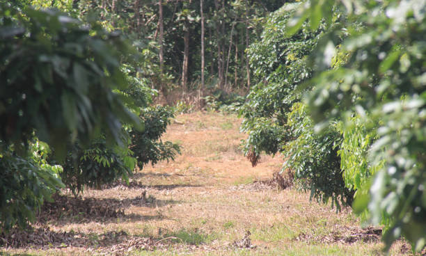 istock view A longan orchard in Thailand 1340023737