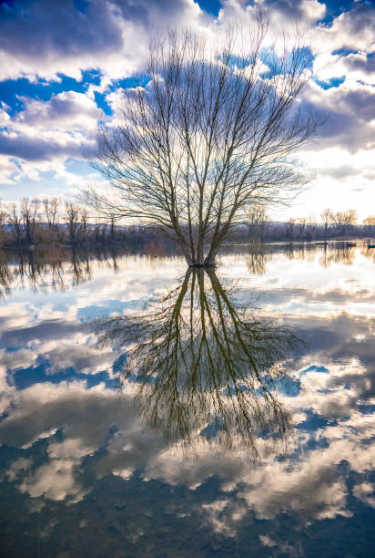 istock Tree by the water at winter time 1340024289