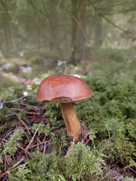 istock Fall mushroom in the forest on the grass 1340025189