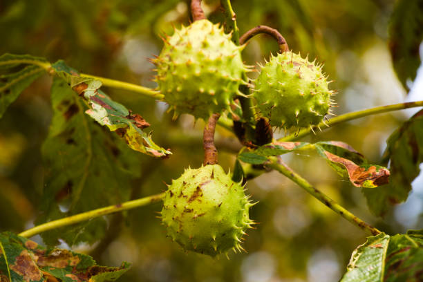 Stock photo of piles of European horse chestnut seeds on ground fallen from tree (aesculus hippocastanum)  conkers, shiny ripe brown conker nuts seed in autumn ready to plant, to play game of conkers or collect as scaring spider repellent deterrent with smell