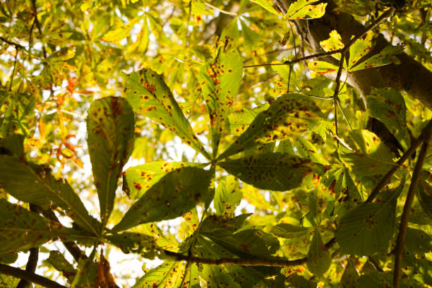 istock Horse chestnut branches with leaves with sun shining through, full frame 1340025888