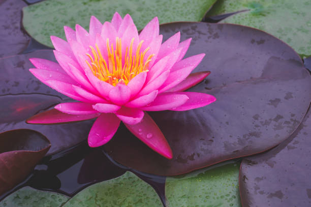 focus sélectif sur la fleur de lotus rose avec espace de copie - lotus reflection flower single flower photos et images de collection