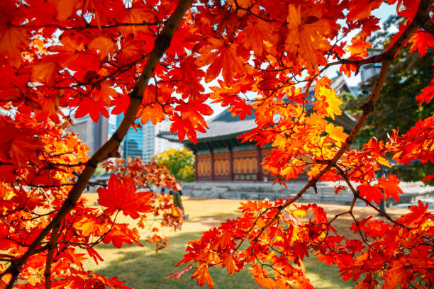istock Deoksugung Palace with autumn maple in Seoul, Korea 1340026775