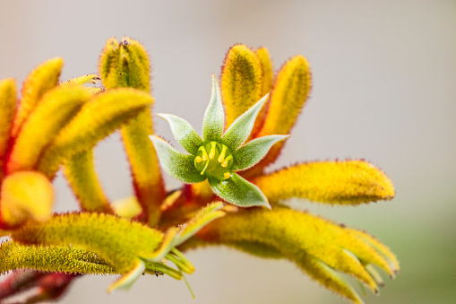Yellow Kangaroo Paw flower, close-up with \