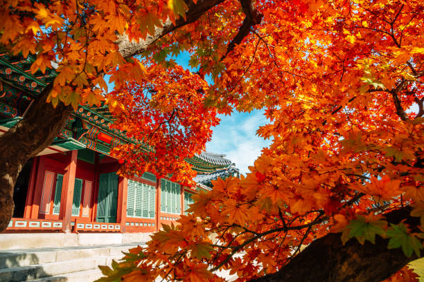istock Deoksugung Palace with autumn maple in Seoul, Korea 1340027059