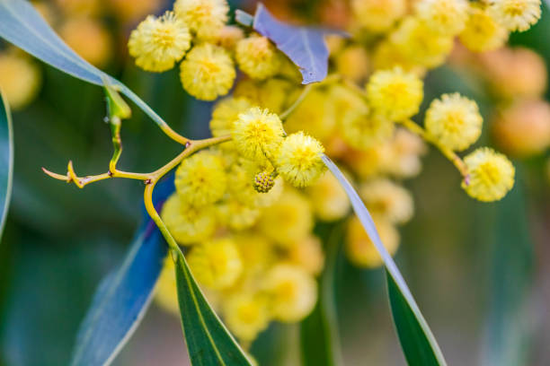 Close-up bright yellow native Australian wattle blooms - new buds evident: acacia pycnantha (golden wattle); focus on flower in middle of frame. Yellow is dominant colour