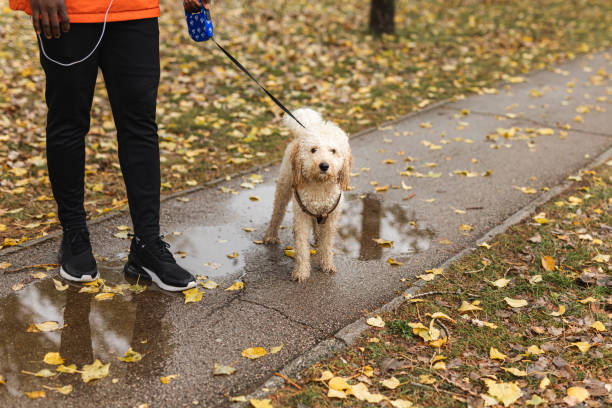 istock Men holding dog on leash in autumn park 1340028347