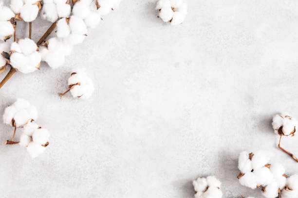 istock Flowers composition. Cotton flowers on concrete gray background. Flat lay, top view 1340028606