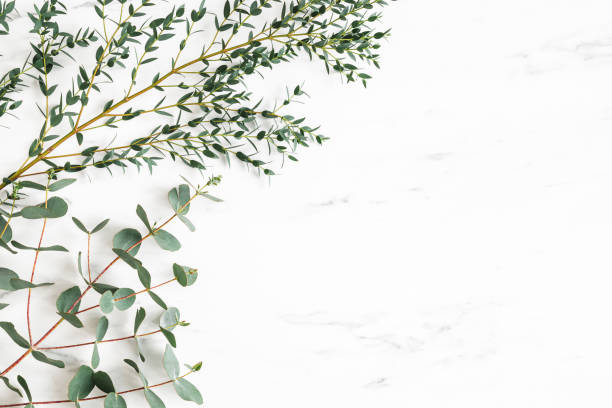 istock Eucalyptus leaves on marble background. Frame made of eucalyptus branches. Flat lay, top view 1340028614