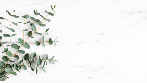 istock Eucalyptus leaves on marble background. Frame made of eucalyptus branches. Flat lay, top view 1340028624