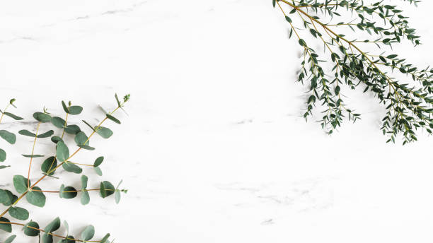 istock Eucalyptus leaves on marble background. Frame made of eucalyptus branches. Flat lay, top view 1340028749