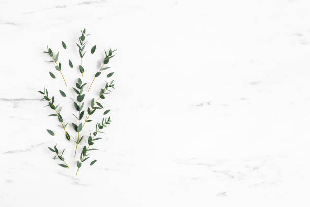 istock Eucalyptus leaves on marble background. Pattern made of eucalyptus branches. Flat lay, top view 1340028760