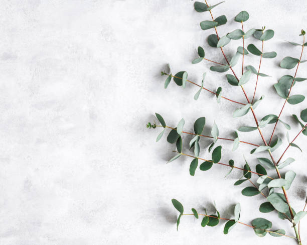 istock Eucalyptus leaves on concrete gray background. Frame made of eucalyptus branches. Flat lay, top view 1340028780