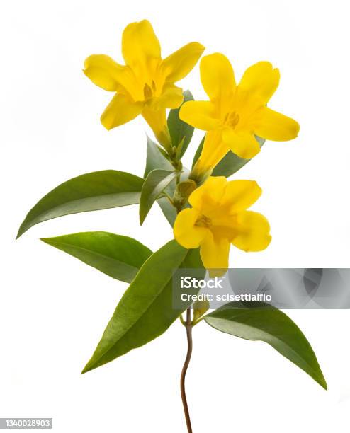 Gelsemium Sempervirens Stock Photo - Download Image Now - Yellow Jessamine, Flower, Photography