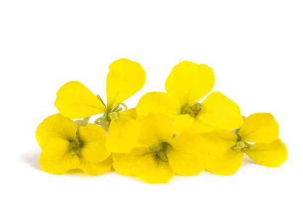 Yellow Wallflowers isolated on white background