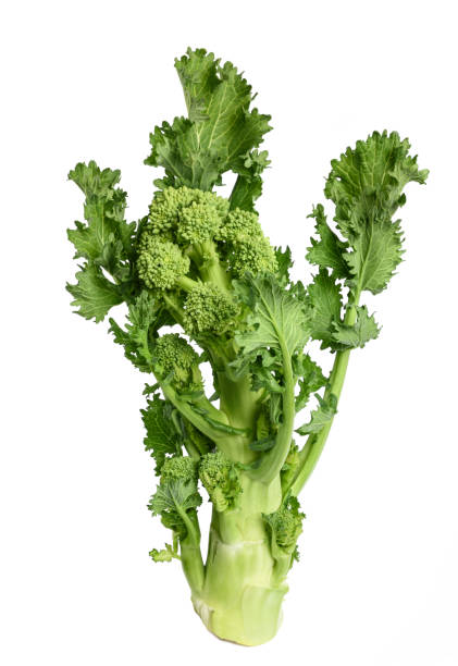rabe de brocoli frais - broccoli raab photos et images de collection