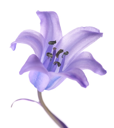 Common bluebell flower isolated on white background