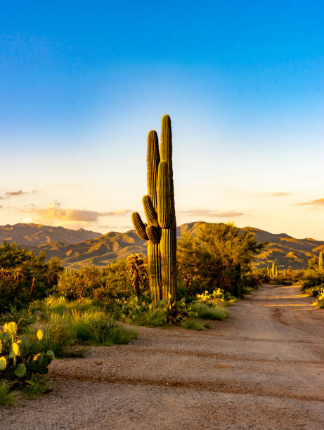istock Two saguaros growing together 1340030293