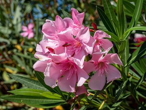 Close up of pink geranium in garden