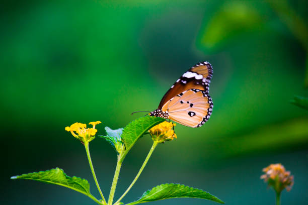 istock Danaus chrysippus, also known as the plain tiger, African queen, or African monarch, Danainae,  is a medium-sized butterfly widespread in Asia, macro shots, butterfly garden. 1340031296