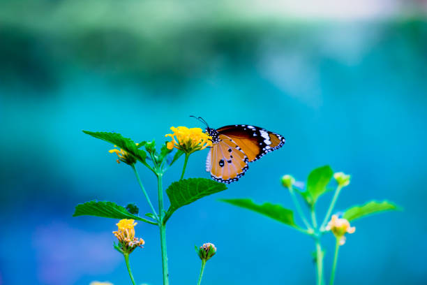 istock Danaus chrysippus, also known as the plain tiger, African queen, or African monarch, Danainae,  is a medium-sized butterfly widespread in Asia, macro shots, butterfly garden. 1340031829
