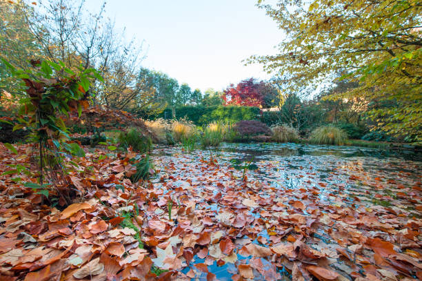 istock Pond with many fallen leaves from plants 1340035245
