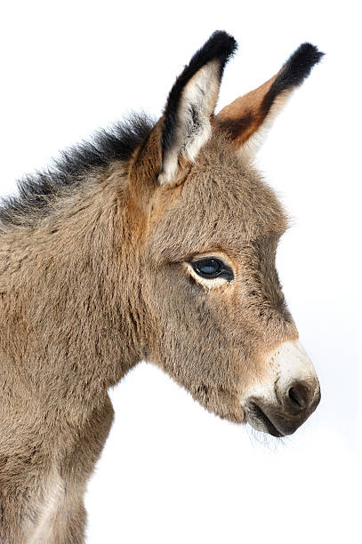 istock Portrait of a baby donkey 134003642