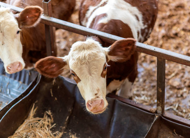 istock animals in a small cow farm 1340037127