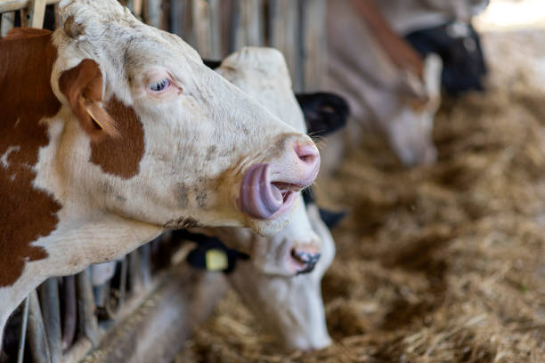 Cows with large udder in the barn