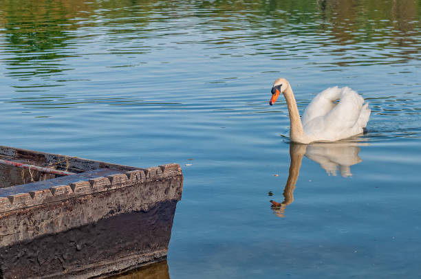 istock Swan and fishing boat on river 1340037493