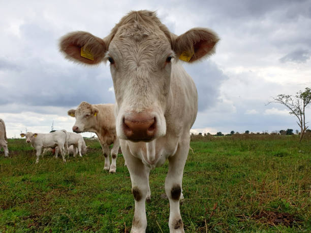 istock Cows with calves on the pasture 1340038974