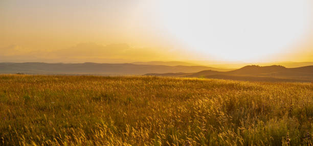 istock sunset over the golden field 1340039205