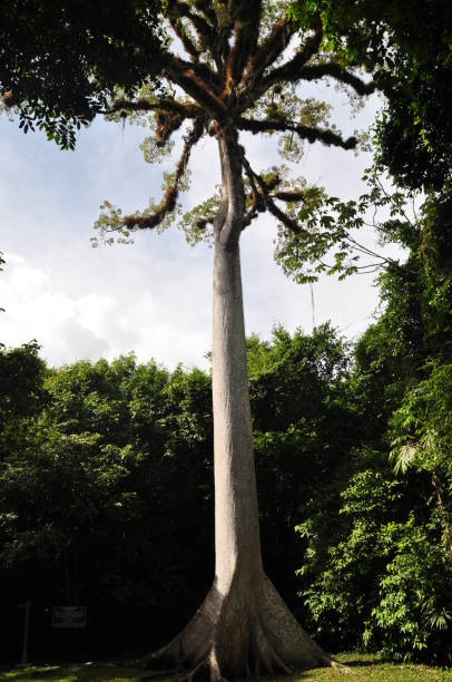 istock A ceiba tree at Tikal National Park, Guatemala. 1340040310