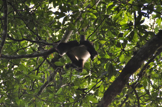 istock A spider monkey in Tikal National Park, Guatemala. 1340040373