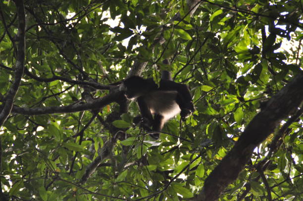 istock A spider monkey in Tikal National Park, Guatemala. 1340040382