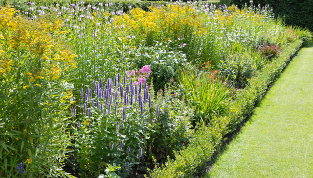 istock Beautiful wild flowers growing in a field 1340040524