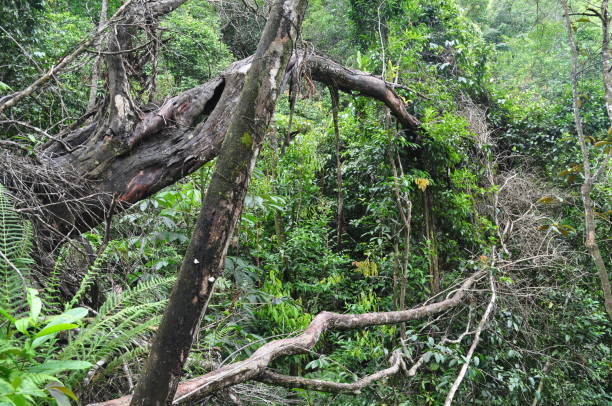 istock The Cockscomb Basin Wildlife Sanctuary in Belize. 1340041379