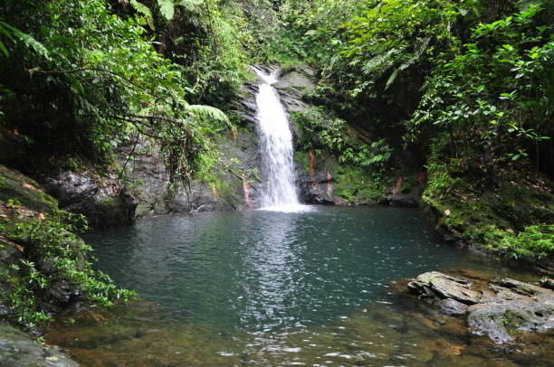 caída de agua en el santuario de vida silvestre de la cuenca cockscomb en belice. - tree waterfall water river fotografías e imágenes de stock