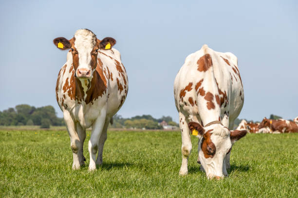 istock Two cows standing in a pasture under a blue sky and a straight horizon. 1340042957