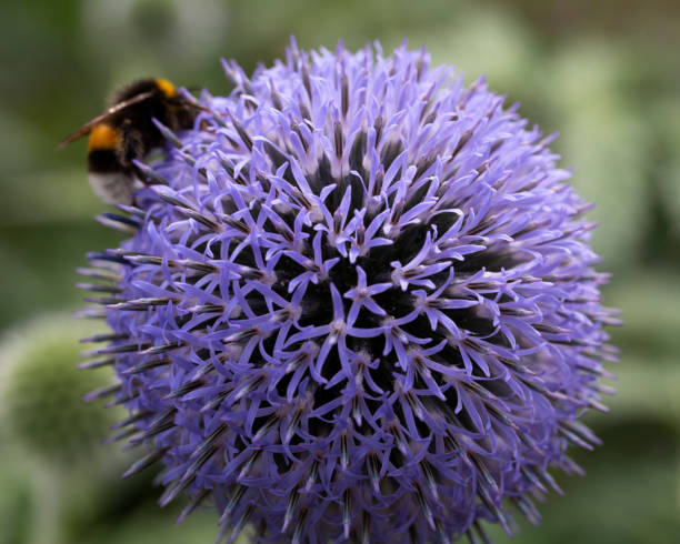 istock Flowering Southersn Globe Thistle, close-up 1340043282
