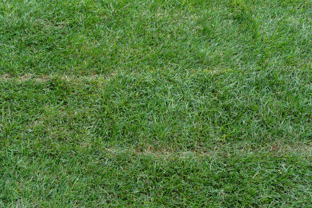 istock Green grass texture from a field, The stacking of roll green lawn grass 1340043465