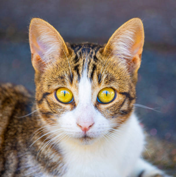 Tabby Cat intently watchings the goings on