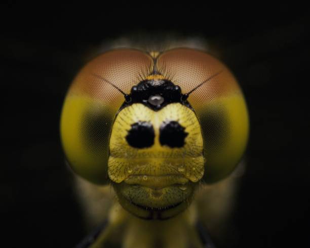 istock Dragonfly extreme close up portrait 1340044857