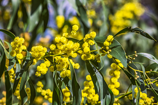 Bright yellow native Australian wattle blooms - new buds evident: acacia pycnantha (golden wattle); focus on flowers in middle of frame with leaves. Yellow is dominant colour