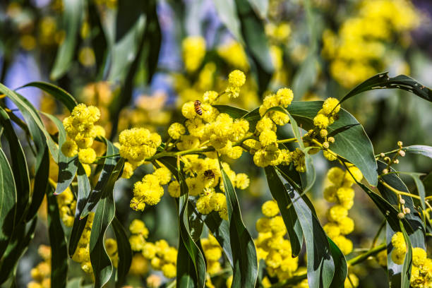 Two honey bees gathering pollen and nectar from bright yellow native Australian wattle blooms - new buds evident: acacia pycnantha (golden wattle); focus on bee and flowers in middle of frame. Yellow is dominant colour