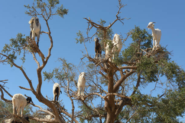 istock Goats in trees by the Marrakech to Essaouira highway. 1340047025