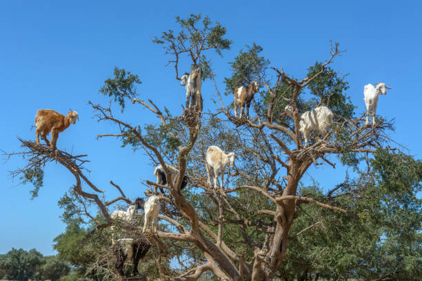 istock Goats in trees by the Marrakech to Essaouira highway. 1340047149