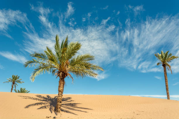 istock Palm in the desert oasis morocco sahara 1340047152