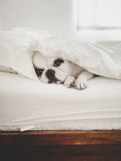 istock French Bulldog sleeping on human bed 1340049948